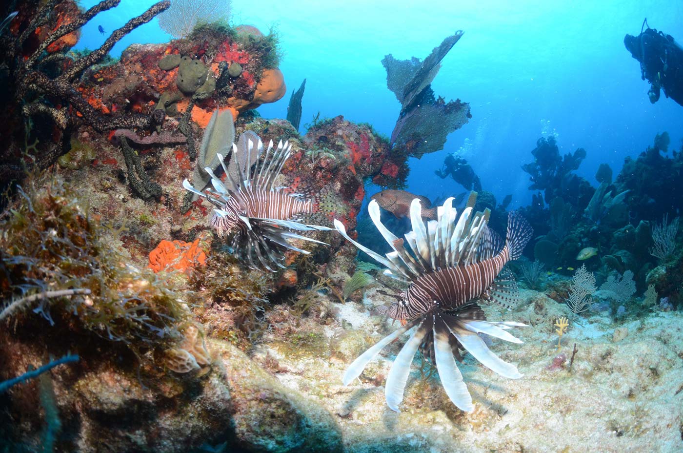 Ow-Referral-2-3-scaled