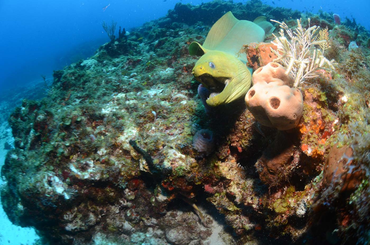 Ow-Referral-4-scaled