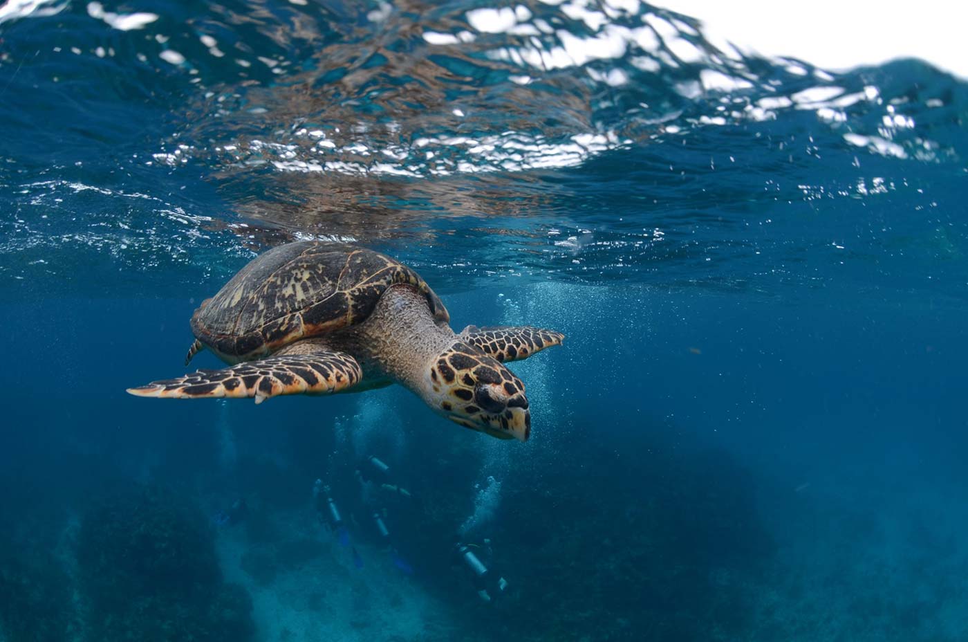 Sea-turtle-2-scaled