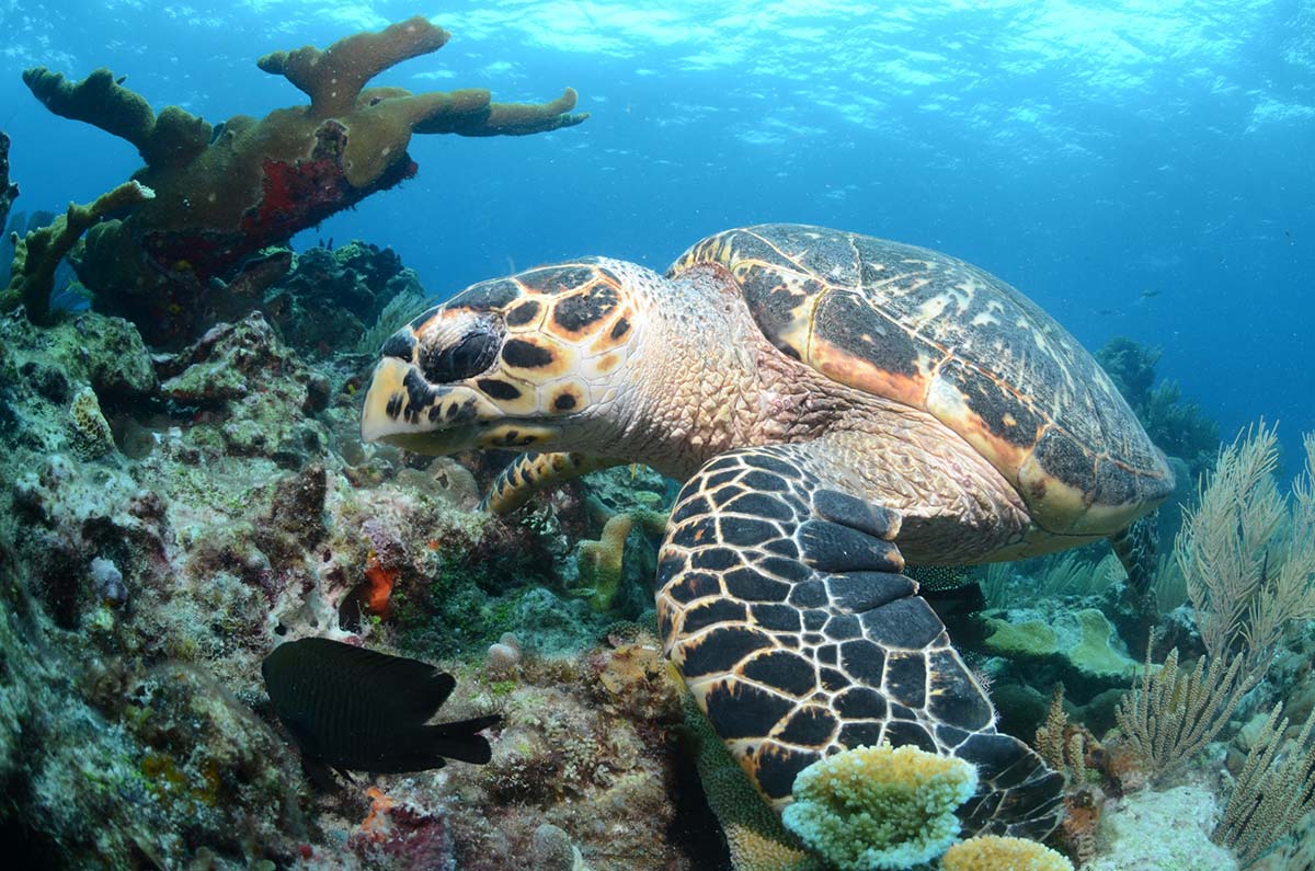 Sea-turtle-4-scaled2