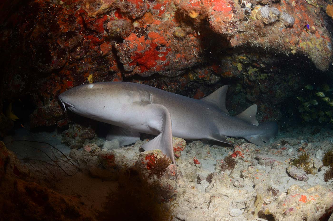 nurse-shark-2-scaled